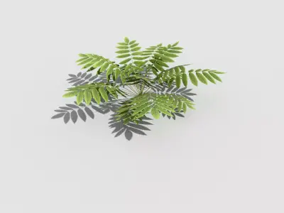 Low poly Plant fern Low-poly 3D model