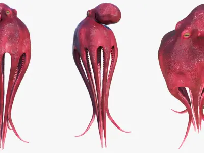  Octopus Vulgaris Rigged for Blender 