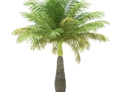Bottle Palm Tree 3D Model 4m 3D model