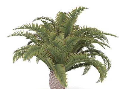 Low Palm Tree 3D model
