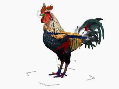  Domestic Rooster Walking Animated Rigged For Blender 