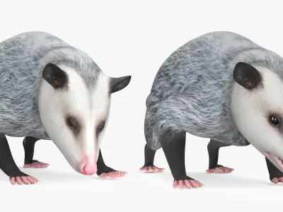  Opossum Eating Animated Rigged for Cinema 4D 