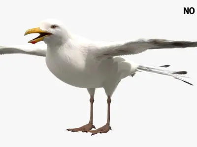  Seagull Fur Anatomy 