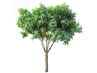 Decorative Evergreen Garden Street Tree 3D model