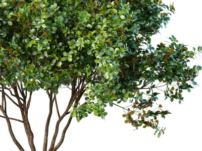 Decorative Evergreen Garden Street Tree 3D model