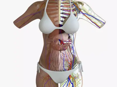 Full Anatomy Of Female Torso 3DSmax 3D model