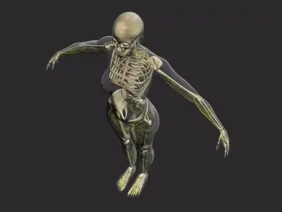 Male Central Nervous System With Skeleton 3DSmax 3D model