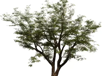 Realistic Multi Stem Tree Model Low-poly 3D model