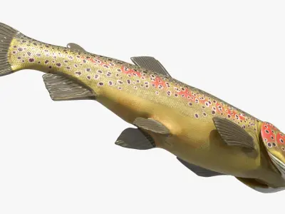  Brown Trout Fish Rigged For Blender 