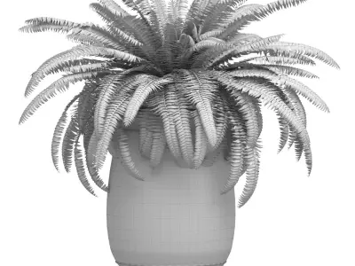Boston Fern in a flowerpot Garden Plant Palm Entrance  3D model