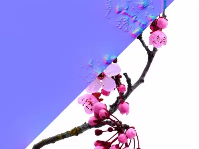  Cherry Blossom Tree 