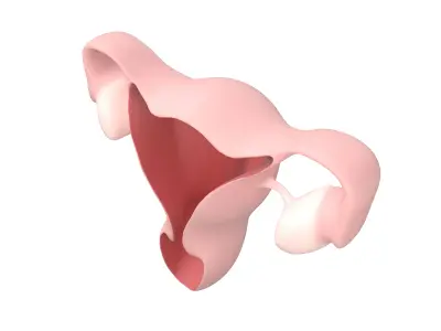 Uterus Icon v1 001 Low-poly 3D model
