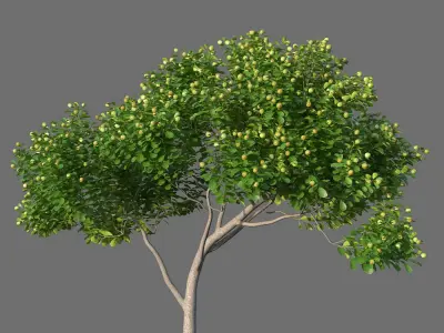 XfrogPlants Autograph Tree - Clusia Rosea  3D model
