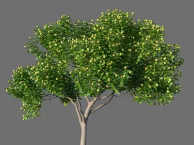 XfrogPlants Autograph Tree - Clusia Rosea  3D model