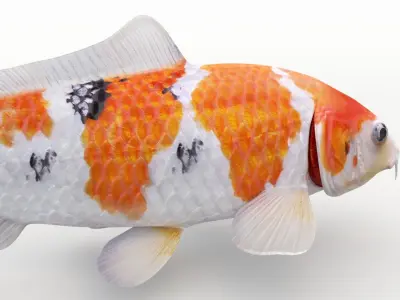  Koi Fish 1 (Animated) 