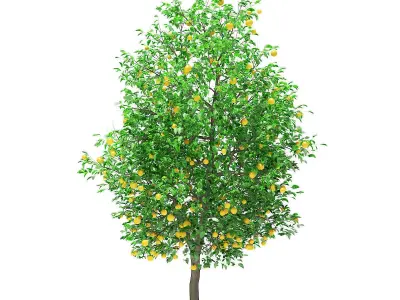 Grapefruit Tree with Fruits 3D model