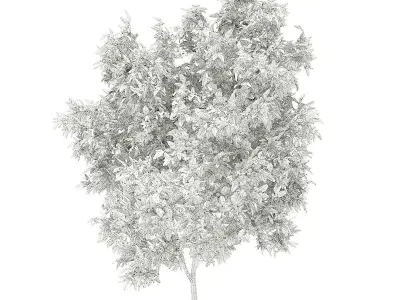 Avocado Tree 3D model