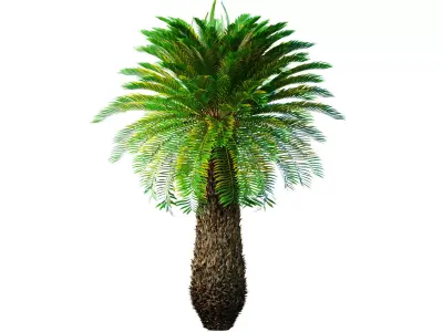 Decorative Evergreen Tall Lush Palm Tree tropical outdoor 3D model
