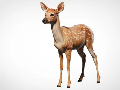  Fawn Deer Zbrush 