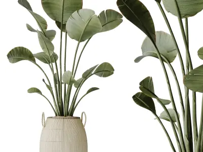 Plants Ravenala Banana Strelitzia Nicolai Bird Of Paradise Set09 3D model