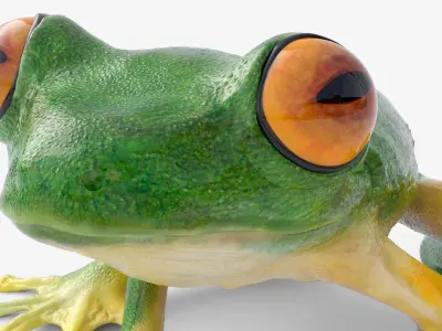  Amphibian Tree Frog Rigged for Blender 