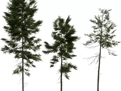 Tall Forest Pine Trees Pack Low-poly 3D model