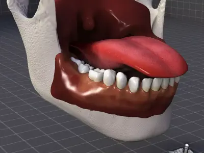 Human Tongue Anatomy 3D model