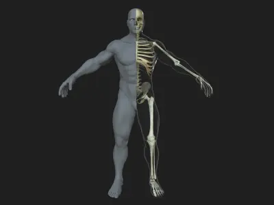 Male Female Skeleton with Skin Texture Collection 3D model