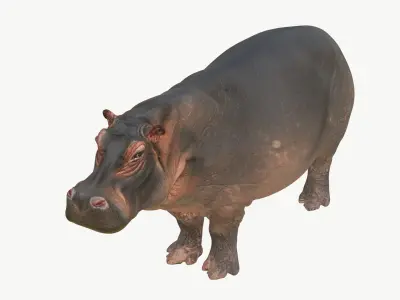  Realistic 3D Hippopotamus Model 