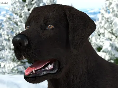  Labrador Dog Black Rigged Fur for Maya 