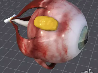 Human Eye Anatomy 3D model