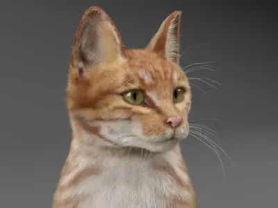  Cat Red Tabby ANIMATED 