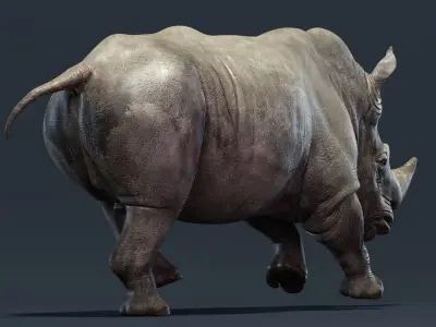  Rhino Animated 
