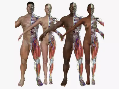 Ultimate Full Body Anatomy Collection 3D model