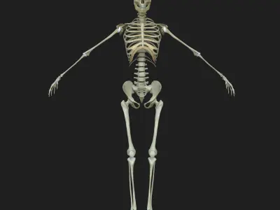 Female Skeleton 3D model
