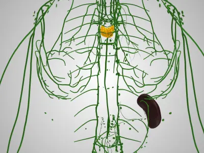 Lymphatic System Low-poly 3D model