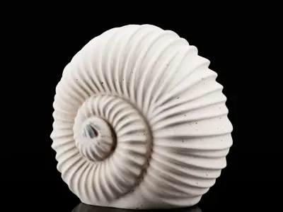 Spiral Shell Decor 3D model