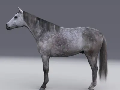Horse collection with Fur 3D model