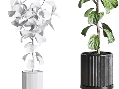 Ficus Lyrata plant in concrete dirt vase Indoor plant 262 3D model