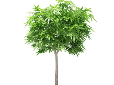 Mango Tree 3D model