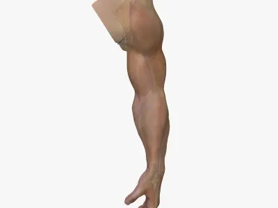 Full Male Arm Anatomy Medical Edition 3D model