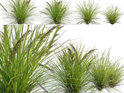 Lomandra Longifolia Nyalla - Mat Rush 3D model