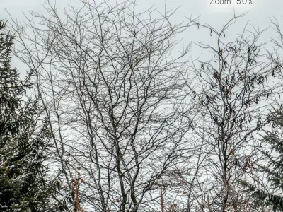 Panorama with snow-covered trees and a field v2 - 30k 3D model