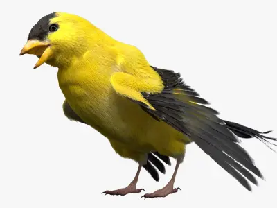  Gold Finch Fur Animation Rigged 