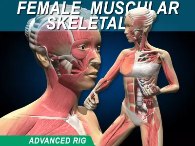 Female Muscular Skeletal - Advanced Rig 3D model