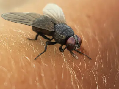  HouseFly Rigged Animated 8K PBR Textures 