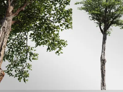 Silver Birch Set-Vol 01 3D model