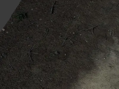Pineforestfloor 3D model