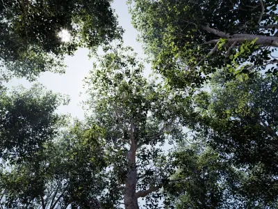  European Beech Collection 3D Scanned Animated 