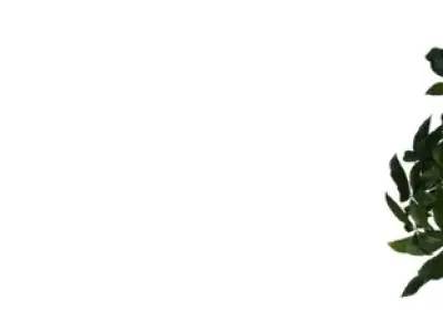 Realistic Money Tree Houseplant Pack  Low-poly 3D model